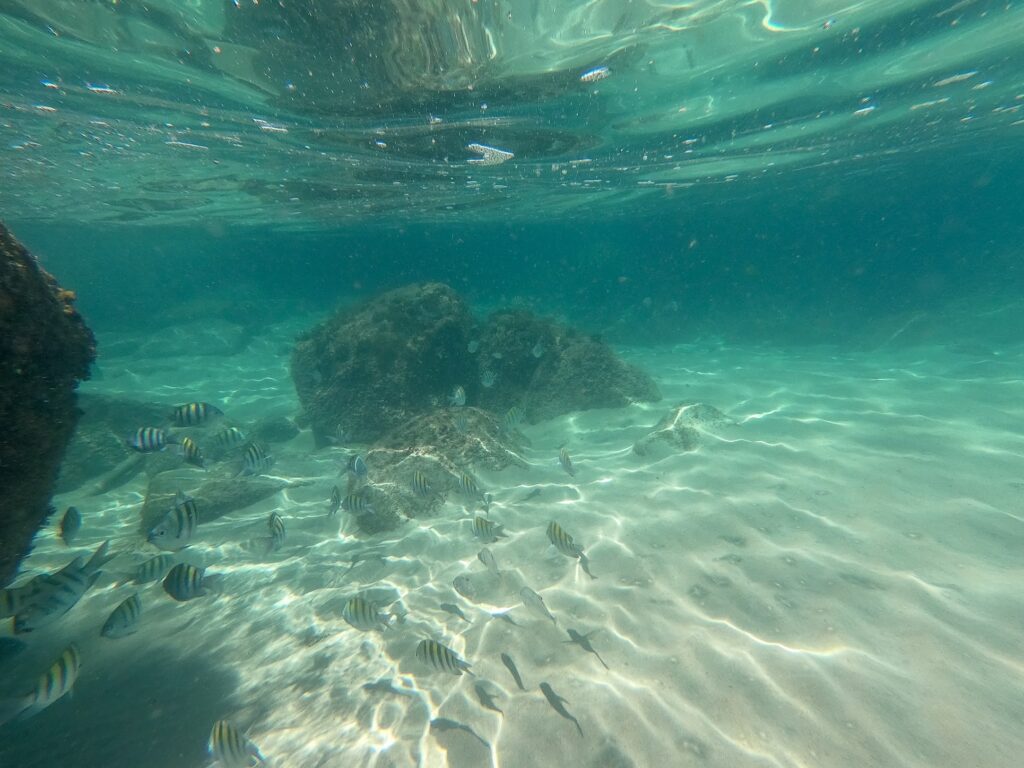 Cardume de peixes listrados nadando sobre fundo de areia clara em água transparente de Ubatuba vista de baixo d'água